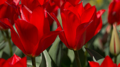 Tulipa eichleri Clare Benedict