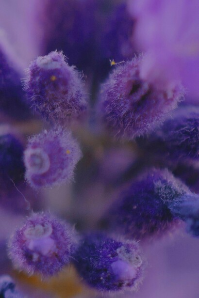 El aroma floral y suave de la lavanda tiene un efecto calmante sobre el sistema nervioso