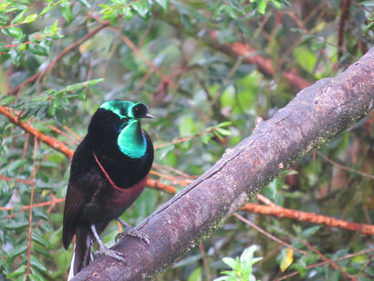 Ribbon-tailed Astrapia Kumul Lodge © Phil Gregory