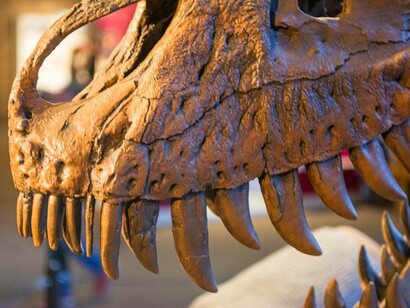 Jane, Nanotyrannus, mascella superiore, Museo di Storia Naturale di Cleveland, Stati Uniti