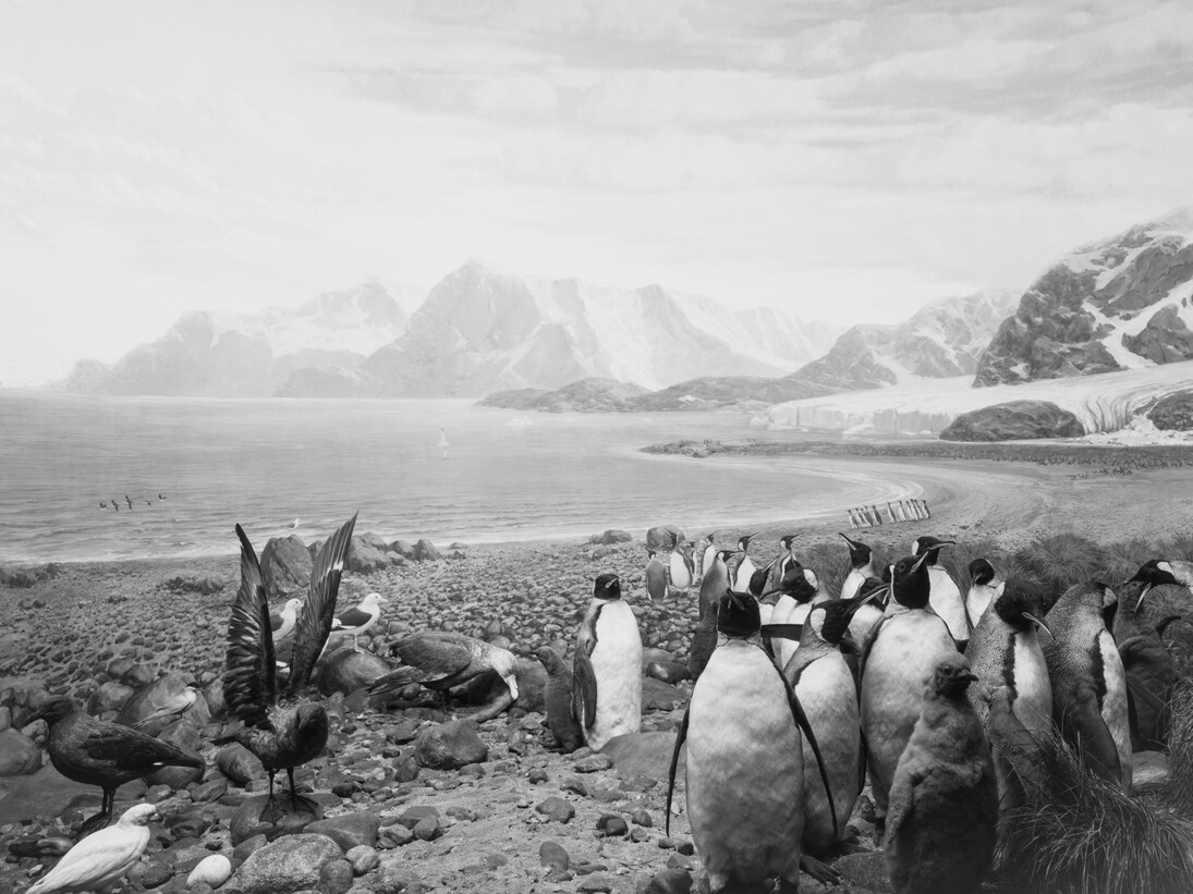 Hiroshi Sugimoto, Birds of the South Georgia, 2012, stampa ai sali d’argento, 119,5 x 184,5 cm, Courtesy l’artista 
