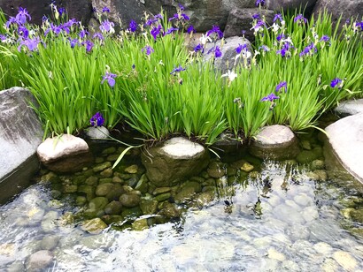 Irises on Ikada michi rafting path © Alma Reyes