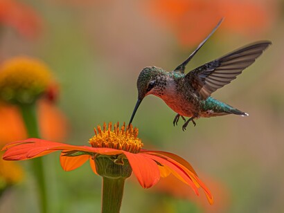 Un colibrì su un fiore. È la storia della forza profonda, dell’ostinata lotta e della dura prova a cui veniamo sottoposti durante il percorso della nostra esistenza
