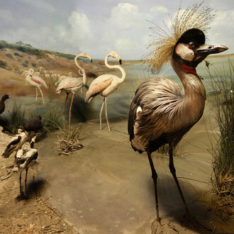Birds, exhibition view. Courtesy of National Museum Bloemfontein