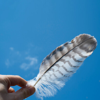 Many believe animals are entitled to the same rights and respect that humans receive