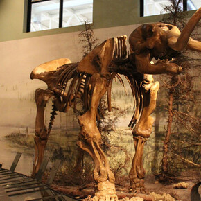 Our Changing Earth. Courtesy of New Brunswick Museum