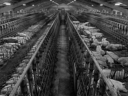 La industria productora de alimentos ha ido perfeccionando una maquinaria infalible que produce y reproduce animales para el consumo humano que excede por su crueldad cualquier cuento fantástico