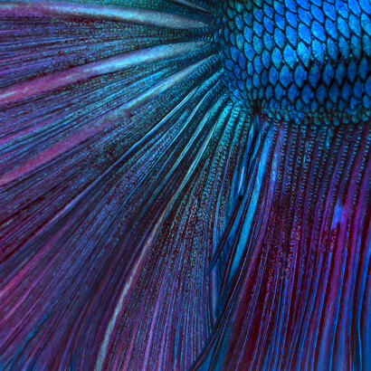 Brunella Costa, Immersion 2, part of a triptych