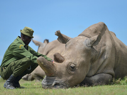 Voluntario del programa de protección para el rinoceronte blanco