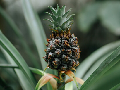 Local pineapple farmers decorticate the leaves to make the raw materials for Piñatex