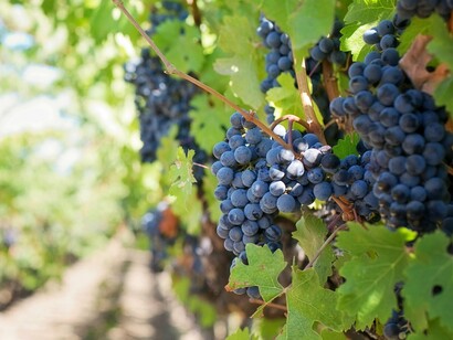 Em Bento Gonçalves, pequenas propriedades dividem espaço com grandes nomes, como Miolo, Casa Valduga, Aurora, Salton e Pizzato. Cada uma tem seu charme, sua história e, principalmente, seu jeito de receber o visitante