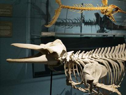 Life in the seas, exhibition view. Courtesy of the Latvian National Museum of Natural History