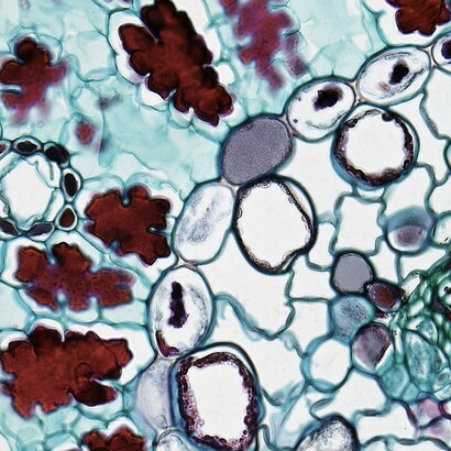 Un virus est un agent infectieux nécessitant un hôte, souvent une cellule, dont les constituants et le métabolisme déclenchent la réplication