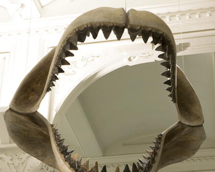 Hall of Vertebrate Origins. Courtesy of American Museum of Natural History