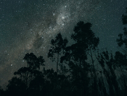 Árboles cubriendo un cielo nocturno