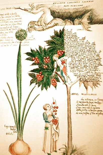 Herbarie, la raccolta