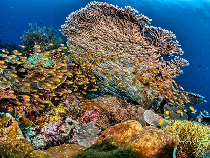 Explore the vibrant marine life of West Papua, Indonesia, where colorful tropical fish swim among diverse coral reefs