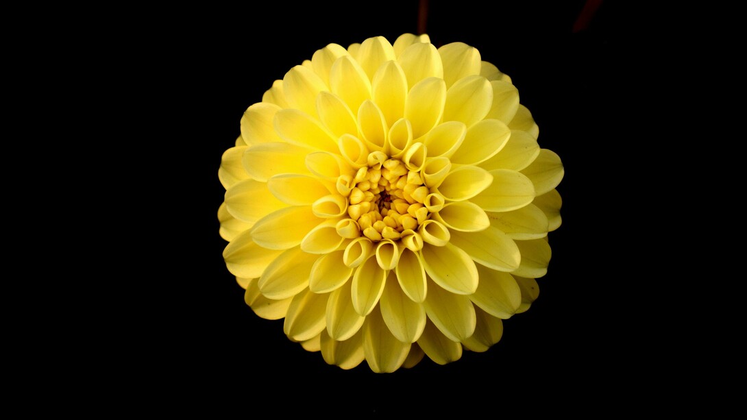 Jesús Alberto León explained the relation between mathematics and biology