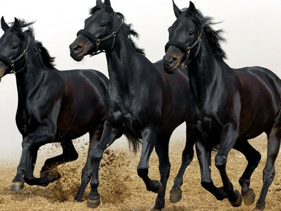 Black Arabian Horses