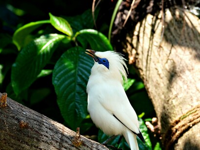 A Bali Myna, one of the world's rarest birds, perched on a tree branch, representing the fragile future of endangered wildlife