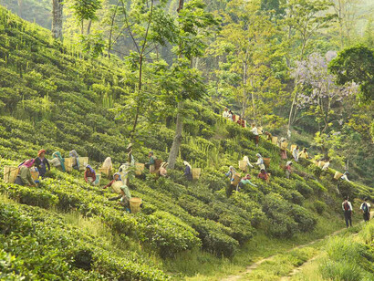 Farmers picking up tea leaves, in the estate of Assam, India