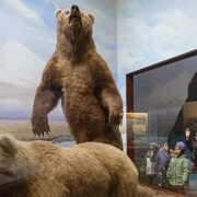 Nature walk and messages from the wilderness, exhibition view. Courtesy of Field Museum