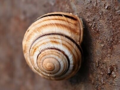 Mas a presença de φ não se limita à arte clássica. Ela está em caracóis, galhos de árvores, na espiral das sementes de girassol, nas conchas do mar e até nas galáxias espirais

