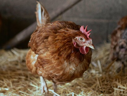 Un pollo mangia in un pollaio