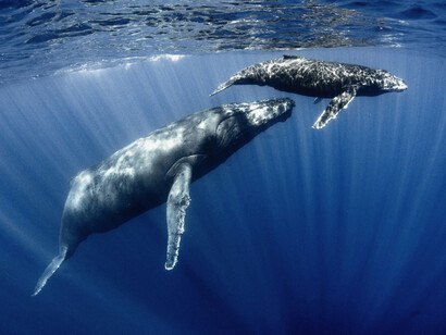 Humpback Whale ©  Joshua Barton