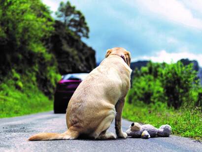 With a sense of abandonment, the dog gazes at its owner's car fading away in the distance