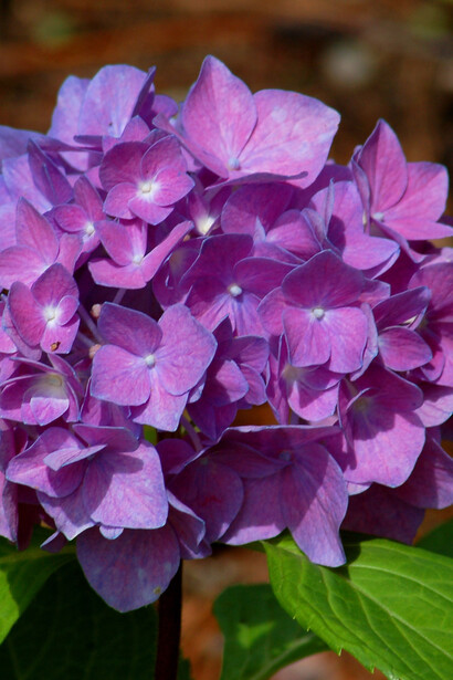 Rhapsody Blue, Hydrangea purple