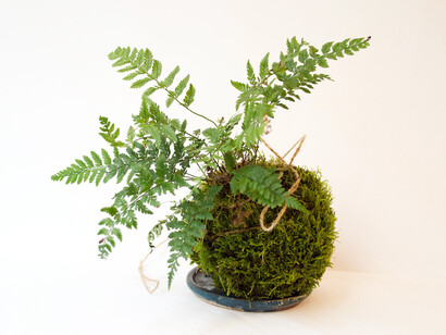 Piante per la mente: il ruolo benefico della natura nella lotta contro l'invecchiamento cerebrale