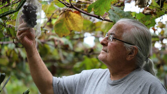 Virgilio Vidor trabajando en sus viñedos