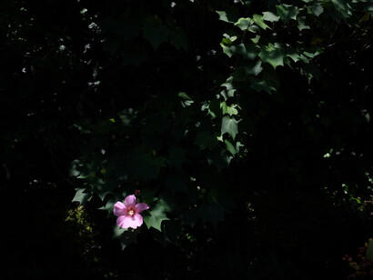 Kyoko Ide, Flowers