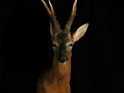 Allan Forsyth, Pride & Glory, Roebuck, 2013, 3D lenticular, Edition of 25, 80 x 60 cm, © Allan Forsyth. Courtesy the artist