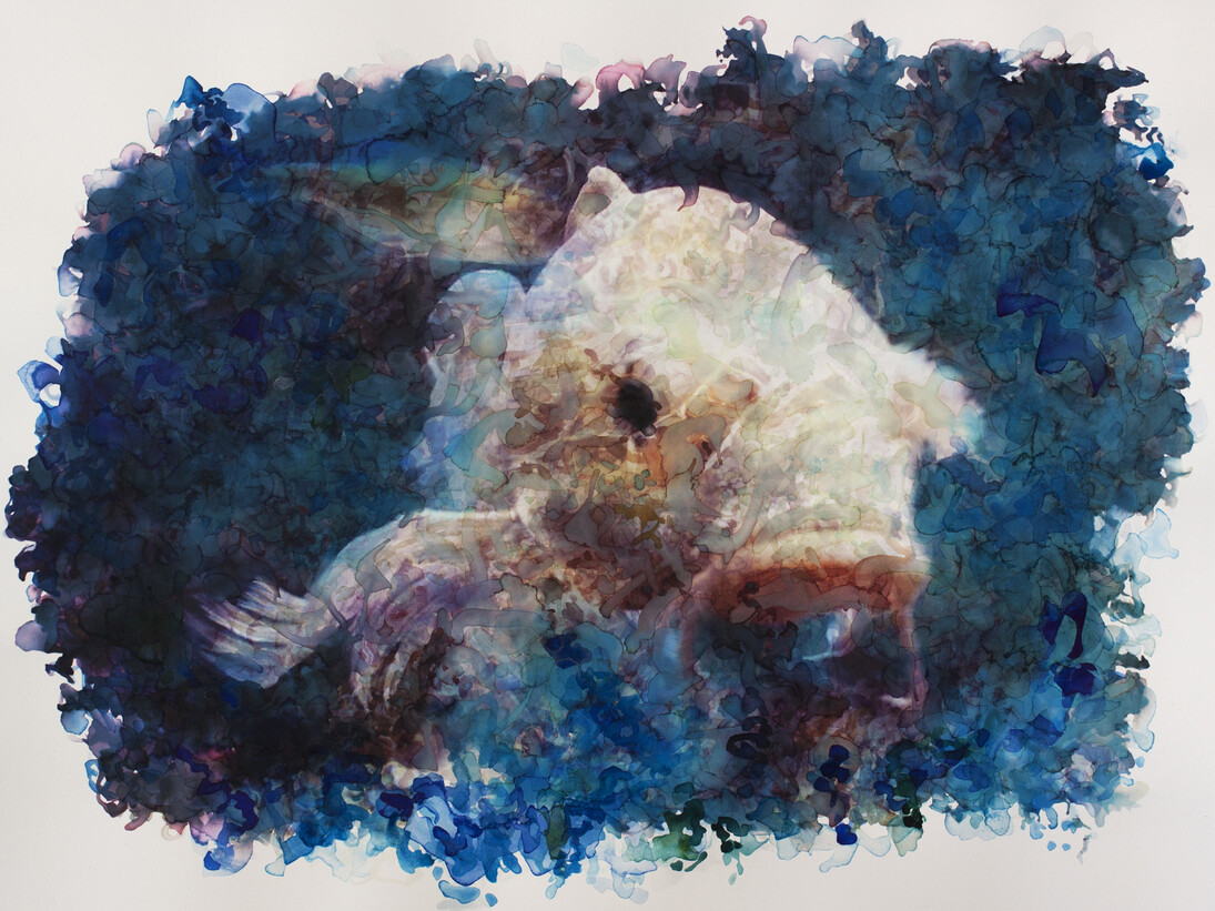 Gabriele Brucceri, Carpa, 52 x 76 cm, 2015, mista su carta