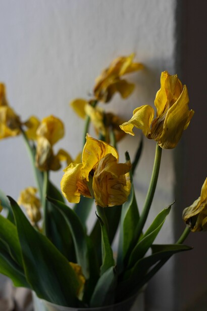 Artistic photograph of wilted yellow tulips, revealing elegance in the process of decline