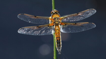 Female Broad-bodied Chaser © Gehan de Silva Wijeyeratne