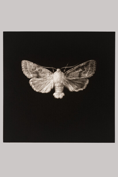 Sarah Gillespie, Common Quaker Moth, 2019, mezzotint engraving on paper. Courtesy of Royal Albert Memorial Museum