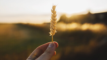 Ukraine grain farming: global grain supply is heavily impacted by the war 