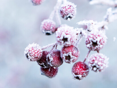A sweet nature