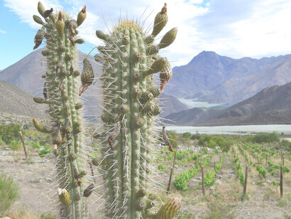 Chagual, importante floración en Diaguitas, viñedo Primavento en Valle de Elqui, Chile