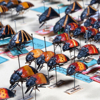 Käfer und Fächerflügler. Courtesy of Museum für Naturkunde