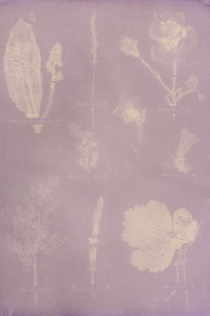 Amanda Marchand and Leah Sobsey, Purple garden phlox - Plate 39 (detail), 2023. Courtesy of Traywick Contemporary