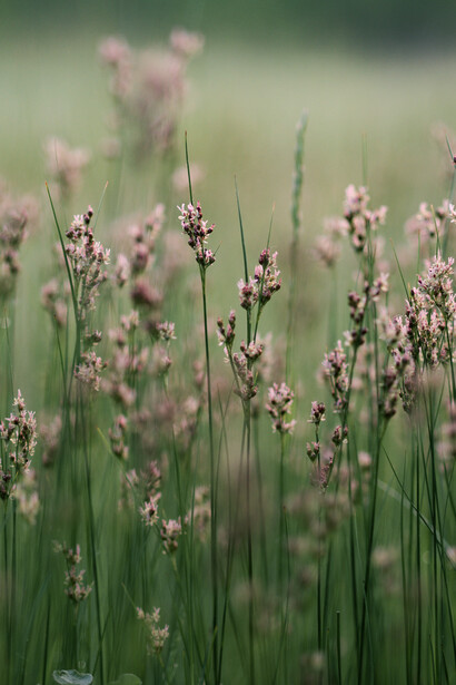 The essence of wild