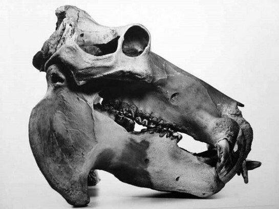 Hippopotamus, Prague, 1986 © by The Irving Penn Foundation, courtesy Hamiltons Gallery, London