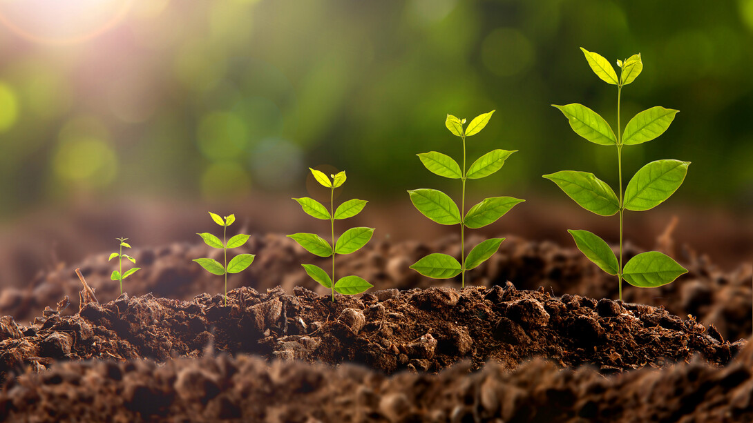 Árboles en diferentes etapas de germinación