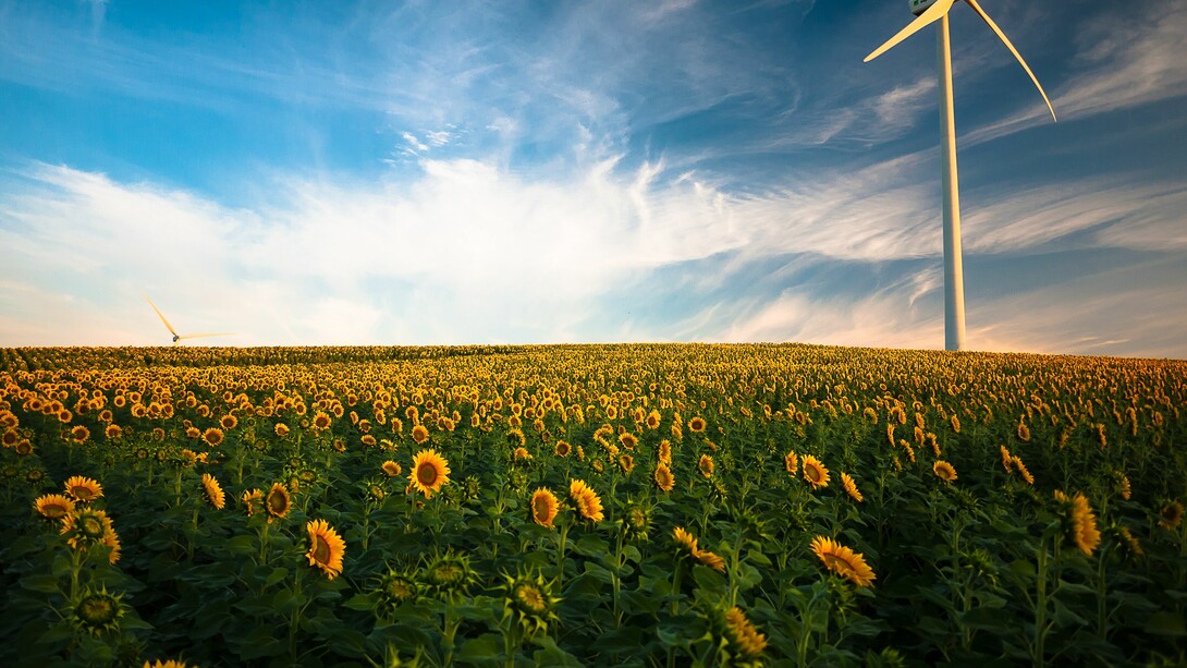 Generación eólico en un campo de girasoles