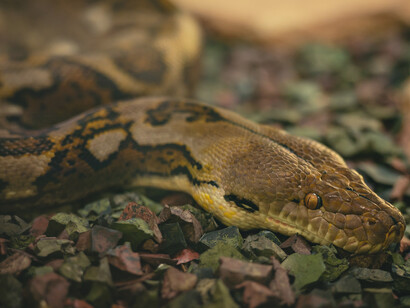 Com John Locke e Rousseau ganharam profundidade os mitos da mente vazia e do bon sauvage