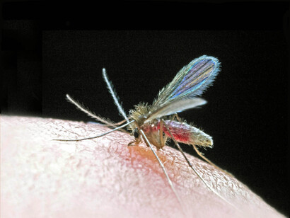 Jején Lutzomia alimentándose. Foto: Charles Brewer Carías